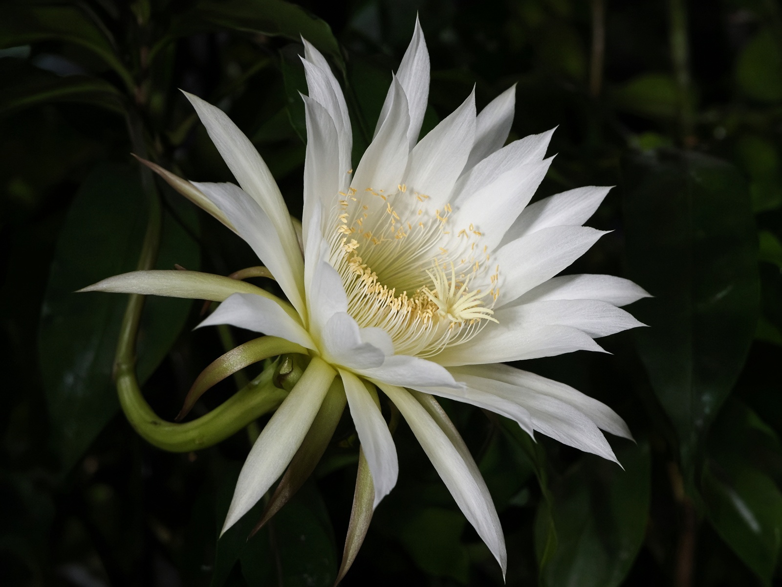 Night-blooming cereus, white petals against dark leaves